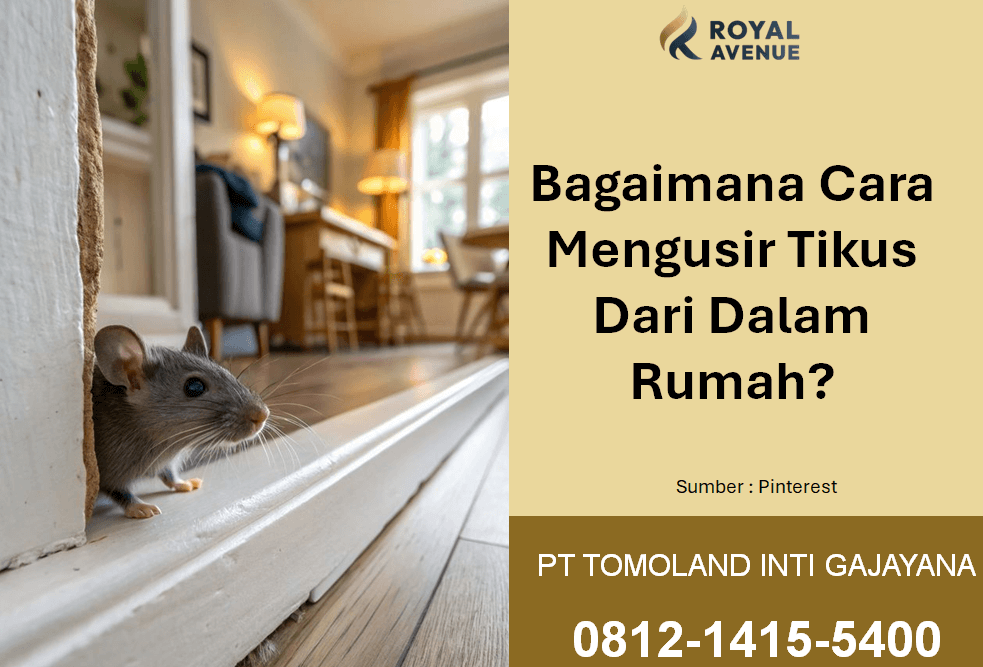 Bagaimana Cara Mengusir Tikus Dari Dalam Rumah? Panduan Praktis & Efektif