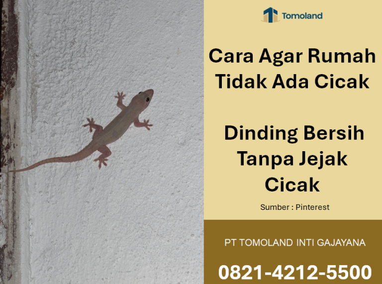 Cara Agar Rumah Tidak Ada Cicak? Dinding Bersih Tanpa Jejak Cicak