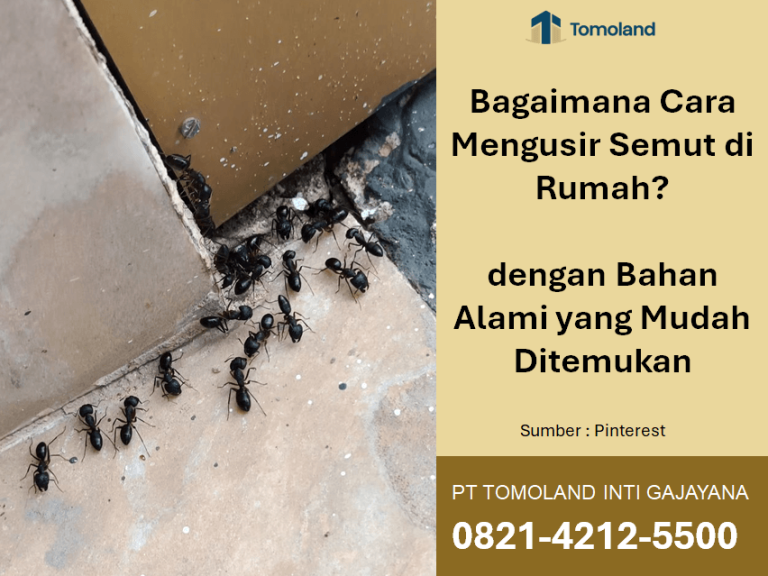 Bagaimana Cara Mengusir Semut di Rumah? dengan Bahan Alami yang Mudah Ditemukan