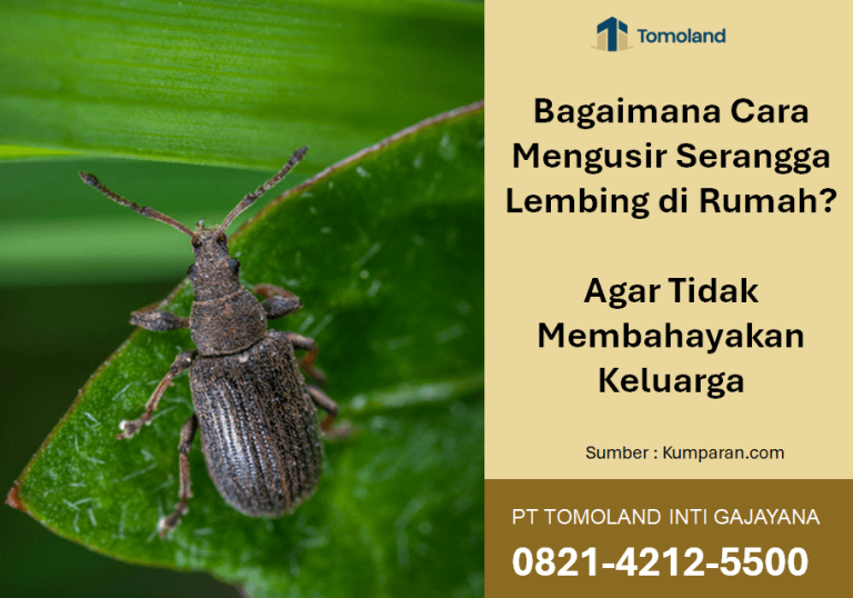 Bagaimana Cara Mengusir Serangga Lembing di Rumah? Agar Tidak Membahayakan Keluarga