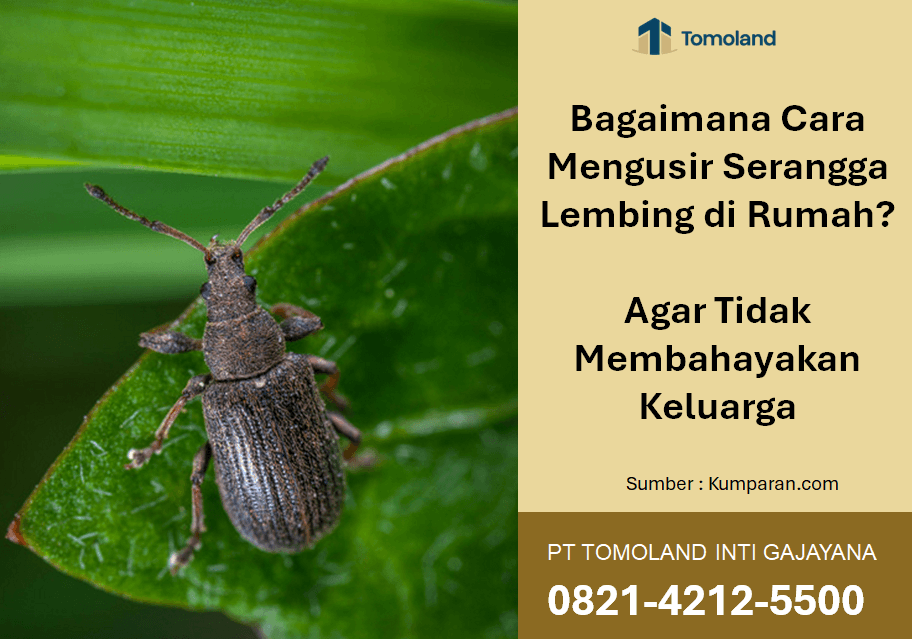Bagaimana Cara Mengusir Serangga Lembing di Rumah? Agar Tidak Membahayakan Keluarga