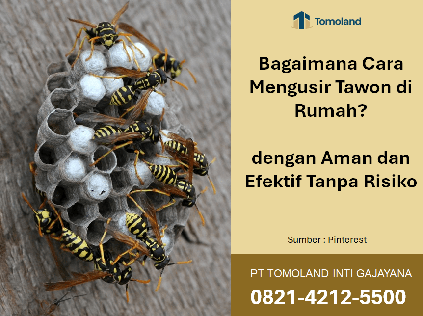 Bagaimana Cara Mengusir Tawon di Rumah dengan Aman dan Efektif Tanpa Risiko?