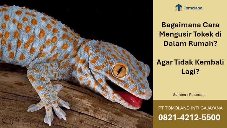 Bagaimana Cara Mengusir Tokek di Dalam Rumah agar Tidak Kembali Lagi?