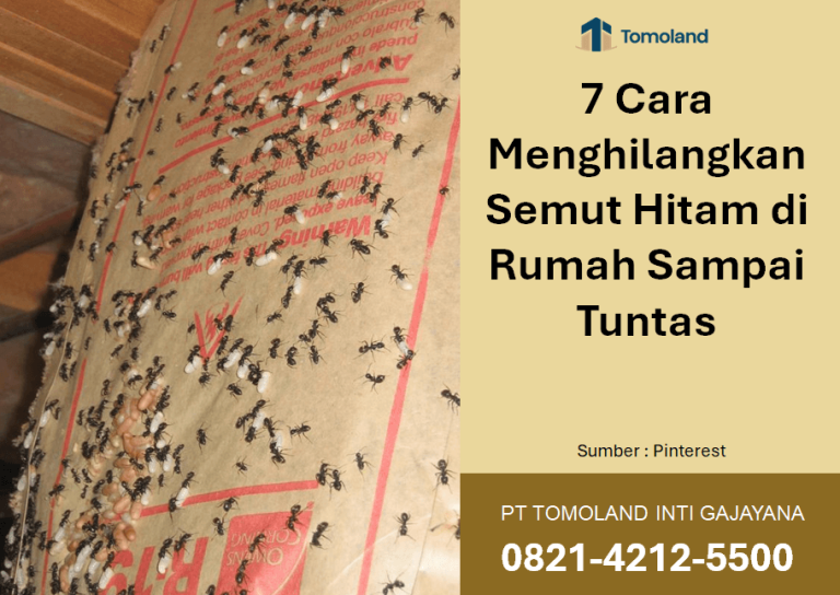 7 Cara Menghilangkan Semut Hitam di Rumah Sampai Tuntas: Solusi Praktis Rumah Bersih dan Nyaman