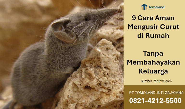 9 Cara Aman Mengusir Curut di Rumah Tanpa Membahayakan Keluarga