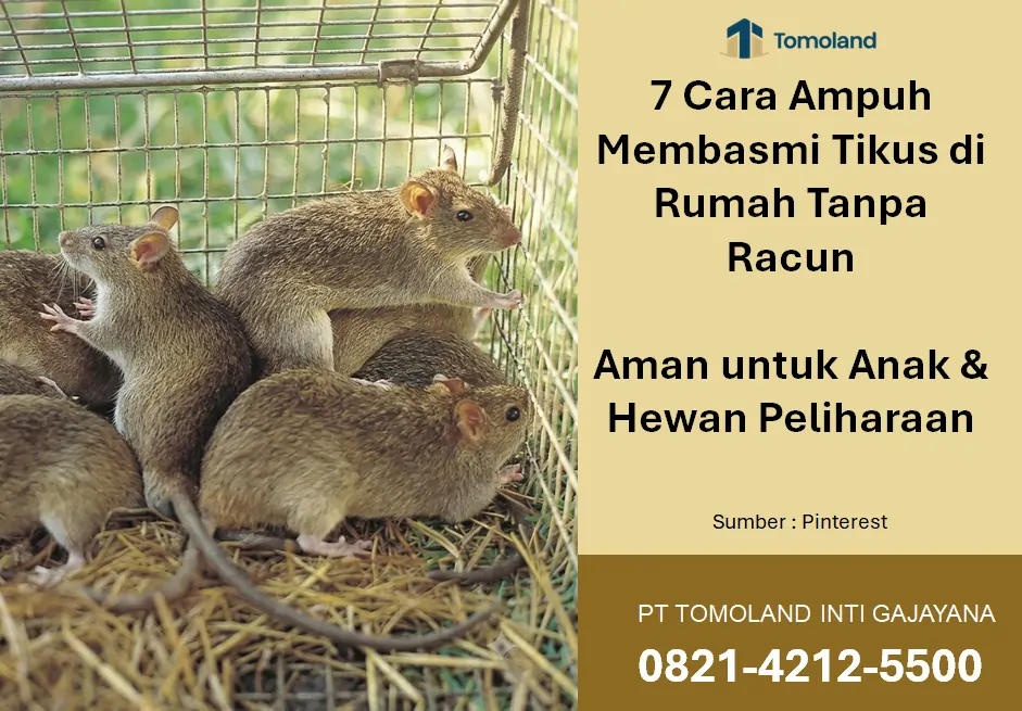 7 Cara Ampuh Membasmi Tikus di Rumah, Tanpa Racun