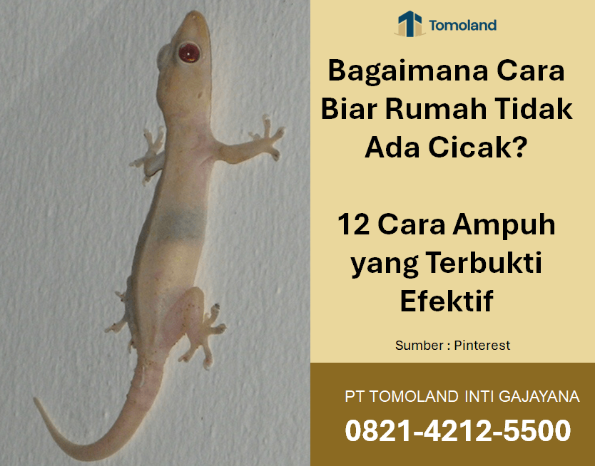 Bagaimana Cara Biar Rumah Tidak Ada Cicak? 12 Cara Ampuh yang Terbukti Efektif
