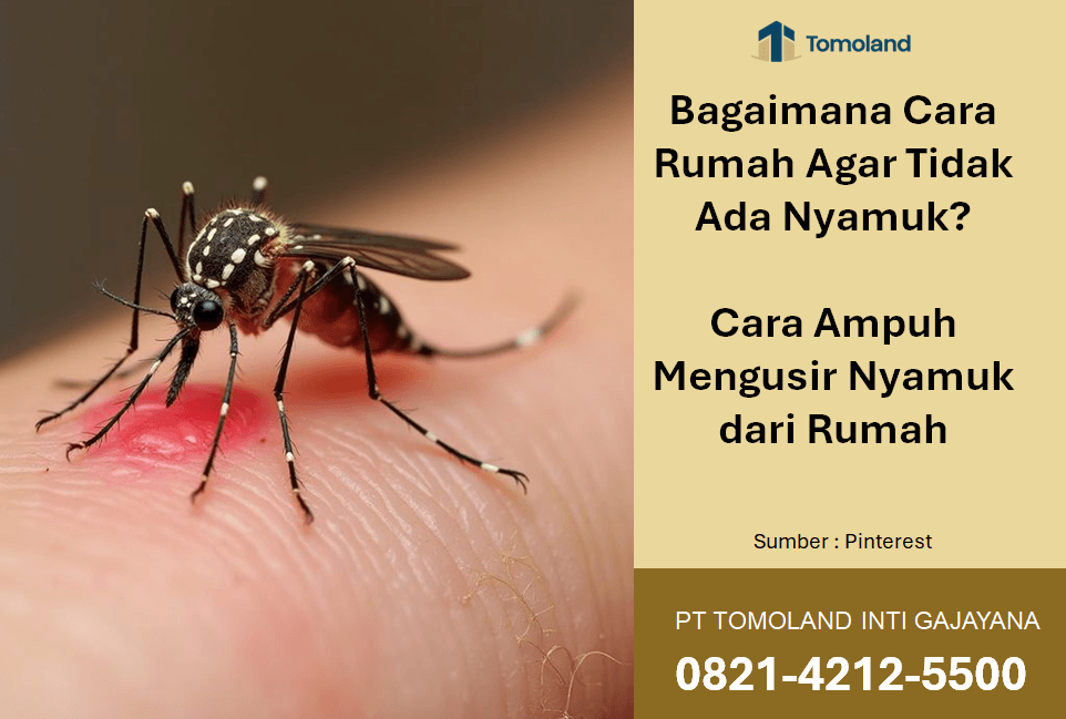 Bagaimana Cara Rumah Agar Tidak Ada Nyamuk? Cara Ampuh Mengusir Nyamuk dari Rumah
