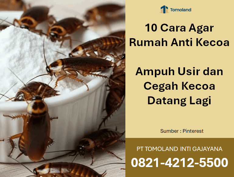 10 Cara agar Rumah Anti Kecoa: Ampuh dan Pencegahan Efektif