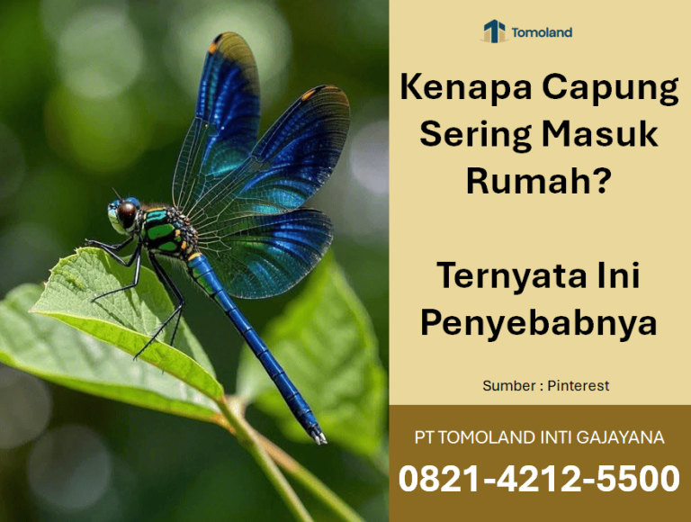 Kenapa Capung Sering Masuk Rumah? Ternyata Ini Penyebabnya