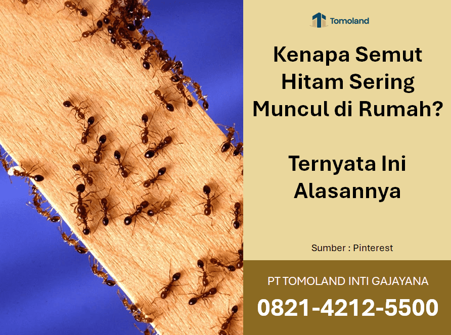 Kenapa Semut Hitam Sering Muncul di Rumah? Ternyata Ini Alasannya