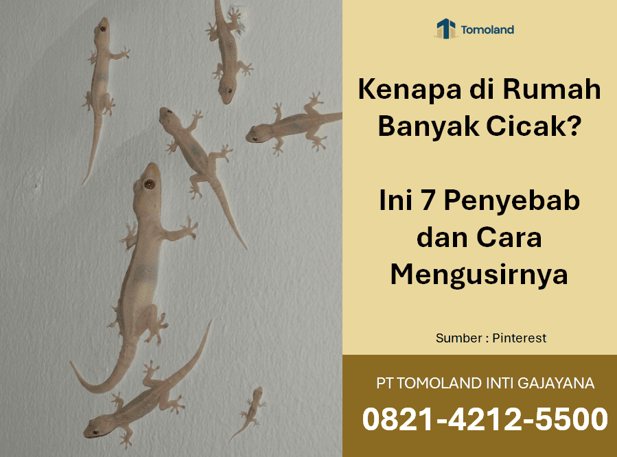 Kenapa di Rumah Banyak Cicak? Ini 7 Penyebab dan Cara Mengusirnya