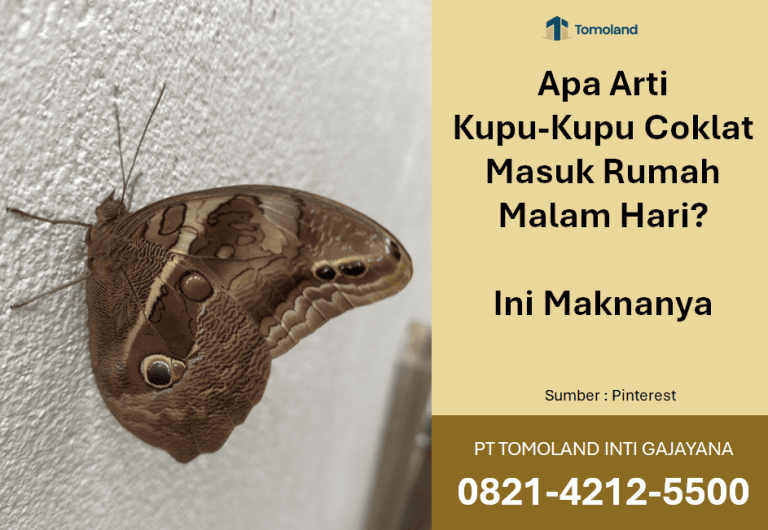 Arti Kupu-Kupu Coklat Masuk Rumah Malam Hari: Ini Maknanya